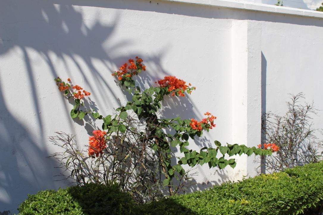 Idc Guest House Bagamoyo Exterior foto